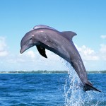 dolphin kpe